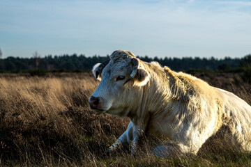 Obraz premium A Charolais cow is laying down in a field of tall grass. The cow is white and has a brown spot on its head. The grass is tall and dry, and the sky is clear and blue, on the Hoorneboegseheide