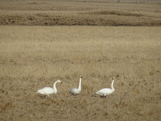 Three wild geese in a field in Iceland in spring. Birds in the meadows