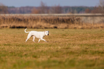 White dogo argentino running in a field.  The dog is in motion, its fur is white, and the grass is golden-brown.