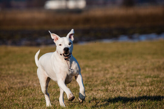 White dogo argentino running joyfully across a grassy field on a sunny day.  Pure energy and canine happiness captured in this vibrant image.