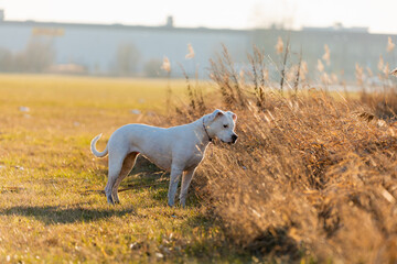 Fototapeta premium White dogo argentino in a field of tall grass, enjoying the golden hour sunlight.
