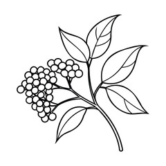 Black and white line art of an elderberry plant with detailed leaves and berry clusters