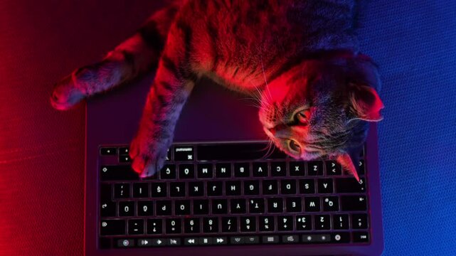 cat and computer