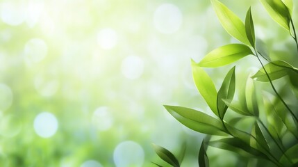 Fresh green leaves with soft light background.