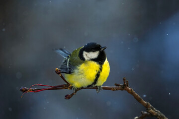 small plump tit bird sits on a branch in a winter park on a branch under falling snow