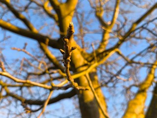 The walnut tree illuminated by the sunset shows the new buds for spring