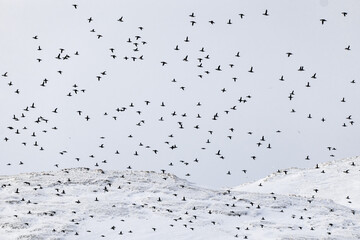 large flock of birds above snow covered landscape