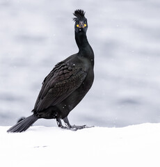 european shag cormorant bird