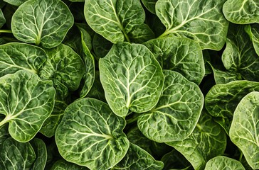 Vibrant Green Leafy Plant Texture Background, Lush Foliage Close Up
