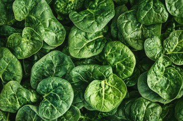 Vibrant Green Spinach Leaves Background Texture