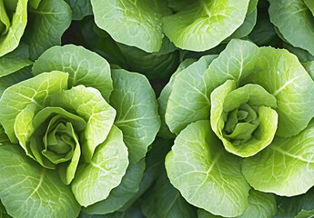 Obraz premium Fresh Green Lettuce Heads, Close-Up View of Organic Romaine Lettuce
