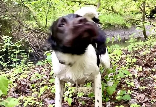 Slow motion, mokry pies otrzepuje sie z wody. Pies w lesie, spacer, padający deszcz.