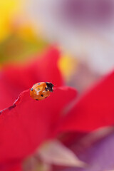 A ladybug sits on a pink rose petal, creating a vivid and colorful nature scene.