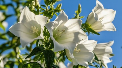 White Bellflower Blooms Under Clear Blue Sky Showcasing Delicate Petals of Herbaceous Perennial in a Vibrant Green Meadow