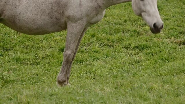 beautiful horses on a green paddock