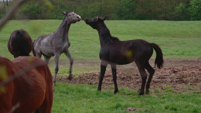 beautiful horses on a green paddock