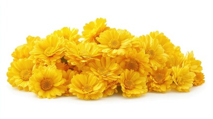 Vibrant Yellow Gerbera Daisies Arranged Elegantly on Clean White Background