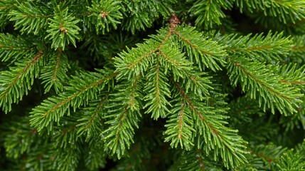 Raindrops on Fresh Spruce Needles Showcasing Forest Ranger Efforts in Spruce Tree Regeneration and Conservation Practices