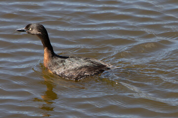 New Zealand Dabchick,  New Zealand Grebe, Grebe, Dabchick