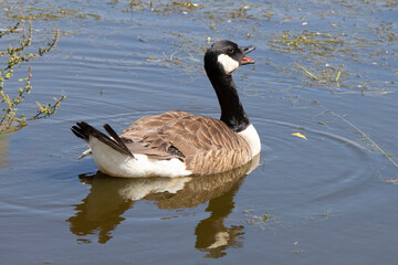 Canada goose, beak open, New Zealand