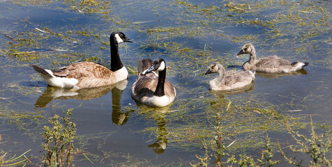 parents and two baby goslings, Canadian Geese.