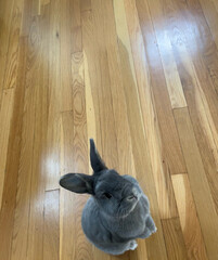 begging bunny