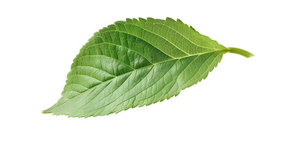 Obraz premium Flying fresh green leaves, isolated on white background 