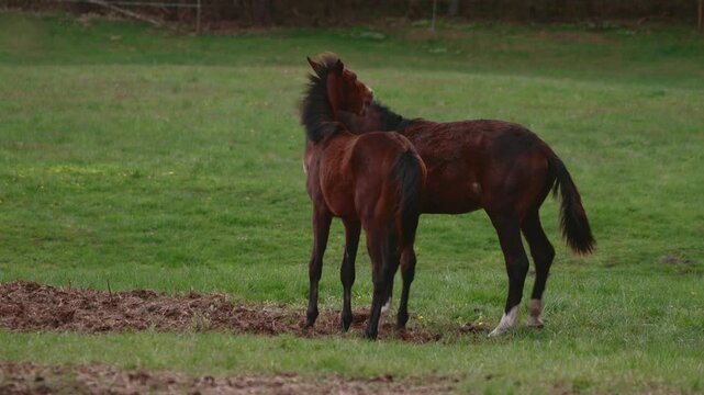beautiful horses on a green paddock