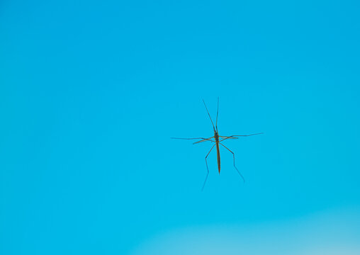 Tipuloidea Crane fly resting on a window.