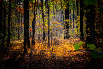 Obraz premium interior of a deciduous forest in autum