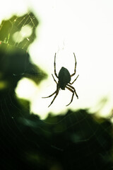 European garden spider Araneus diadematus in a web.