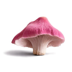 Pink oyster mushroom with wavy edges showcases vibrant colors in a natural setting