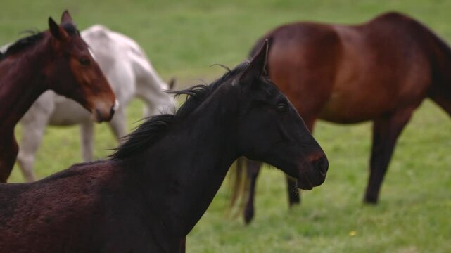 beautiful horses on a green paddock