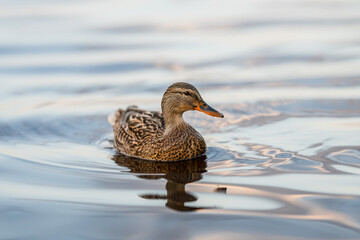 Female mallard duck swimming in a lake.