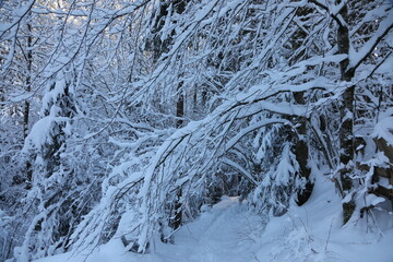 Snowy landscape in Switzerland