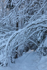 Snowy landscape in Switzerland