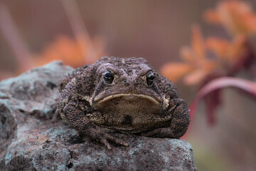 Grumpy toad on a rock in a field in Kansas