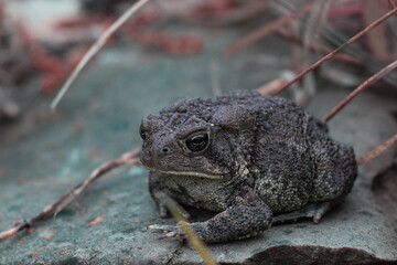 Toad on a rock