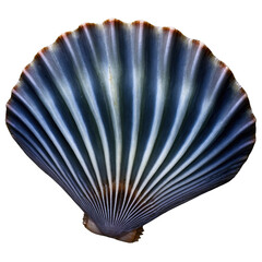 Realistic scallop shell showcasing intricate patterns and natural colors under soft light