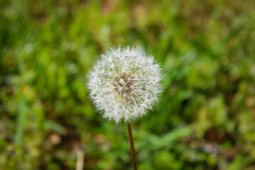 Naklejka premium dandelion in the grass
