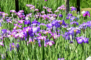 A vibrant garden filled with purple and white irises blooming under bright sunlight, surrounded by green stems and leaves in Japan