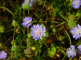 Knautia integrifolia wild flowers in the spring, in Attica, Greece