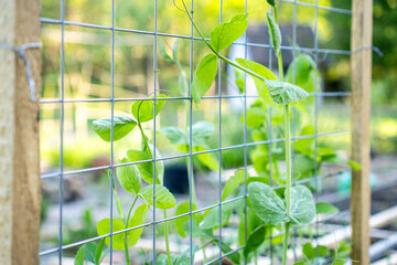 Green Pea Plants Growing on DIY Garden Trellis: homemade metal and wood grid trellis in a vegetable garden