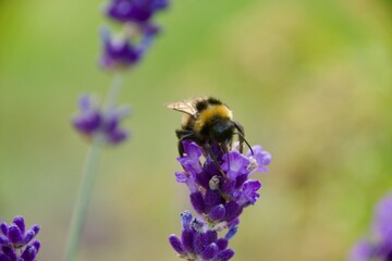 A bumblebee feeding on a vibrant purple lavender flower, with a blurred green and lavender background that highlights the bee's yellow and black stripes.