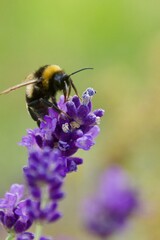 A bumblebee feeding on a vibrant purple lavender flower, with a blurred green and lavender background that highlights the bee's yellow and black stripes.