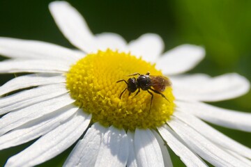 Obraz premium A hoverfly resting on a white daisy flower with a vibrant yellow center. The green, blurred background enhances the focus on the insect and the flower.