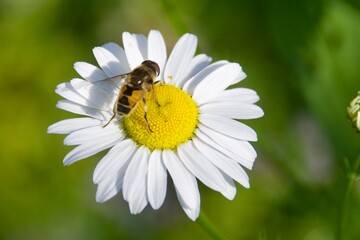 A hoverfly resting on a white daisy flower with a vibrant yellow center. The green, blurred...