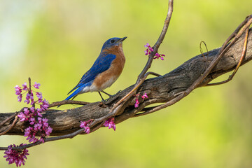 A male bluebird perched on a vine with red flowers