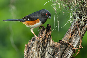 A male eastern towhee perched on a tree