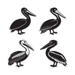 Set of Pelican Bird silhouette, black and white silhouette, vector and illustration